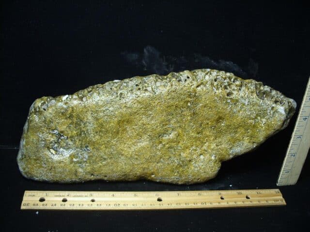 Fossil Glyptodon Scute Plate  (020324j) - Image 4