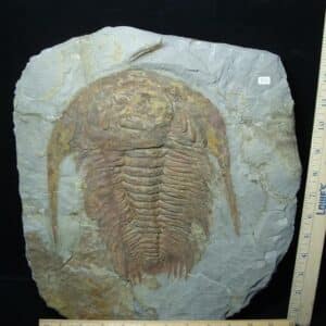 "Large" Fossilized Trilobite - Paradoxidies (020324m)