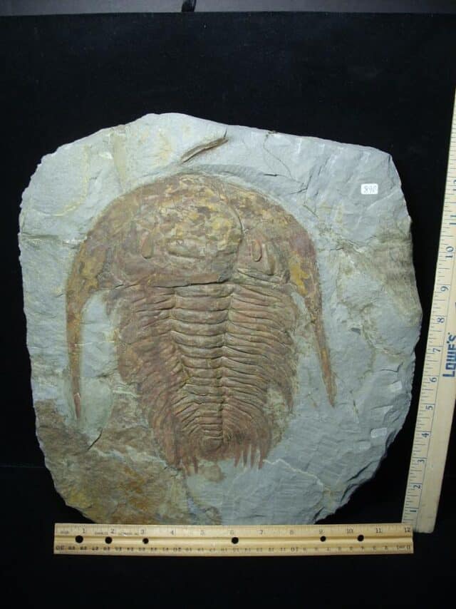 "Large" Fossilized Trilobite - Paradoxidies (020324m)
