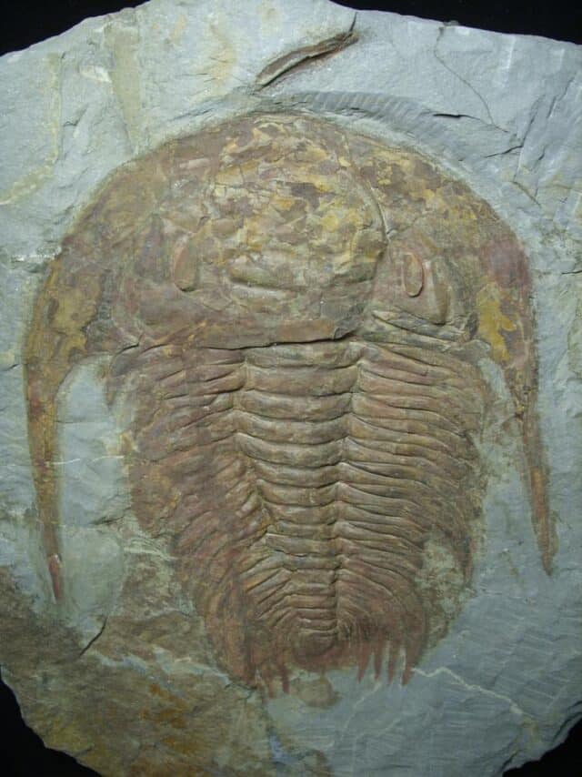 "Large" Fossilized Trilobite - Paradoxidies (020324m) - Image 2