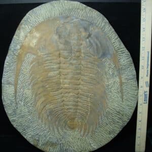 "Large" Fossilized Trilobite - Paradoxidies (020324n)