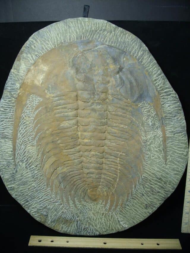 "Large" Fossilized Trilobite - Paradoxidies (020324n) - Image 2