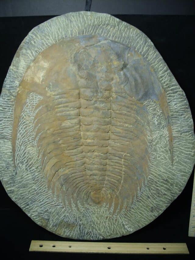 "Large" Fossilized Trilobite - Paradoxidies (020324n) - Image 3