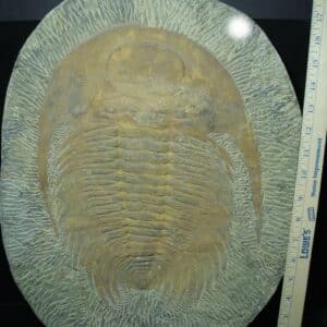 "Large" Fossilized Trilobite - Paradoxidies (020324p)