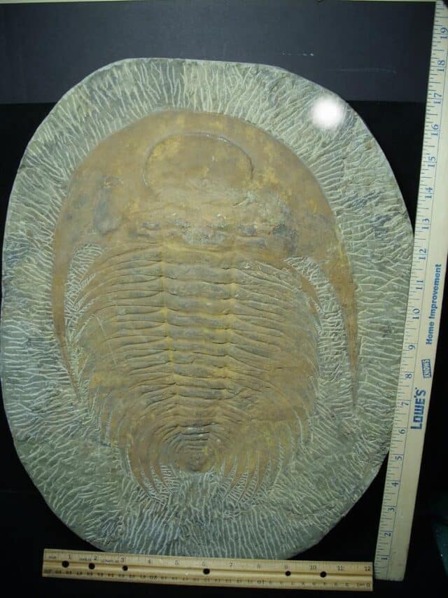 "Large" Fossilized Trilobite - Paradoxidies (020324p)
