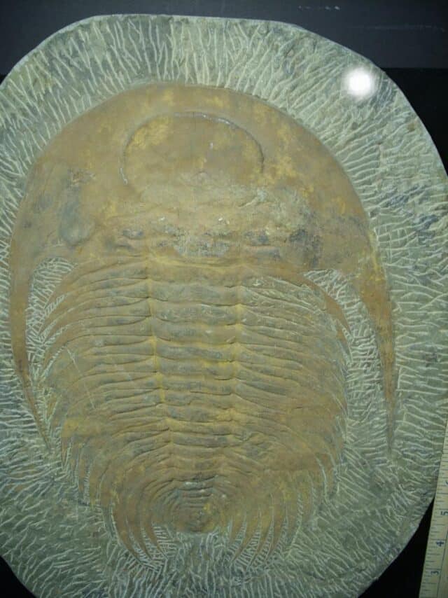 "Large" Fossilized Trilobite - Paradoxidies (020324p) - Image 2