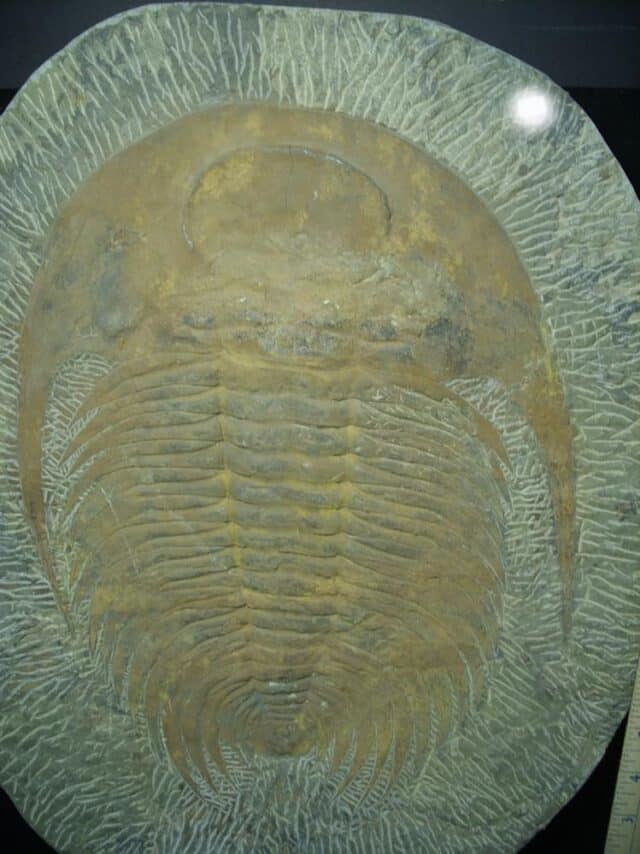"Large" Fossilized Trilobite - Paradoxidies (020324p) - Image 3