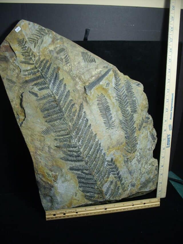 Austria Large Fossil Fern Pecopteris (023224a) - Image 2