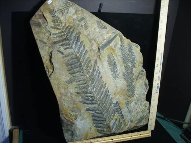 Austria Large Fossil Fern Pecopteris (023224a) - Image 3