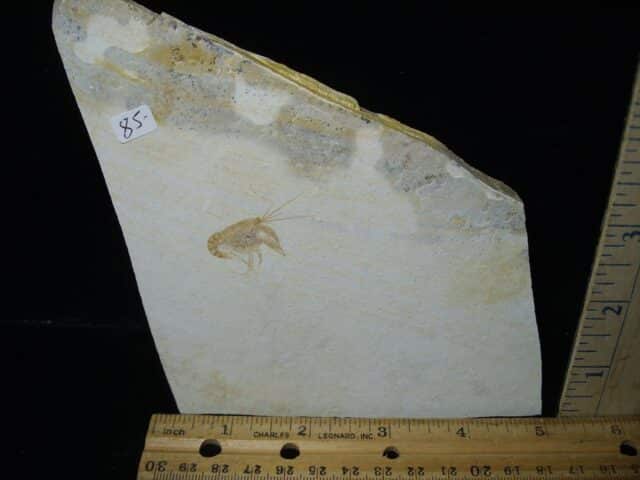 Fossil Lobster  (020224h)