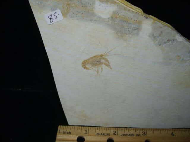 Fossil Lobster  (020224h) - Image 2