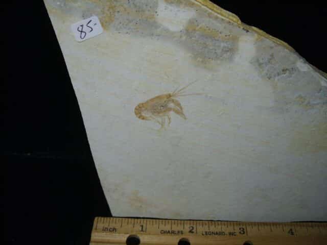 Fossil Lobster  (020224h) - Image 3