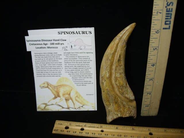 Spinosaur Dinosaur Hand Claw (Restored)(020224k) - Image 4