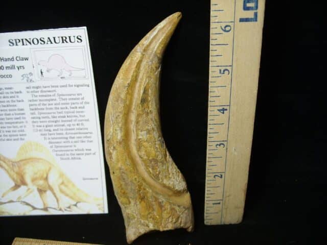 Spinosaur Dinosaur Hand Claw (Restored)(020224k) - Image 3