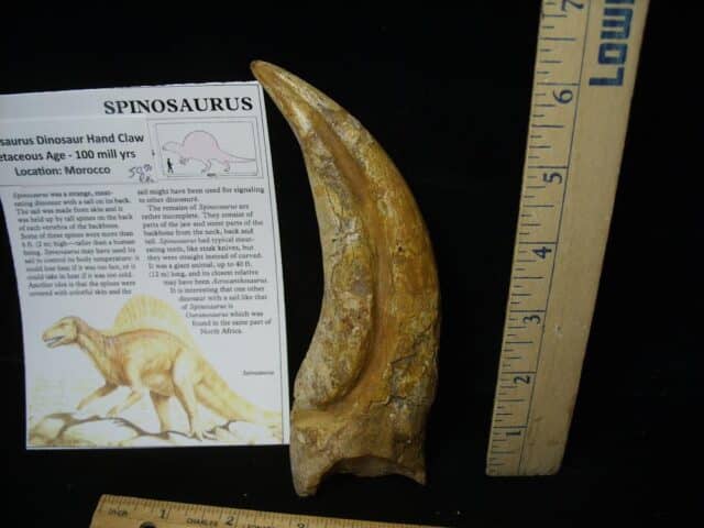 Spinosaur Dinosaur Hand Claw (Restored)(020224k) - Image 2