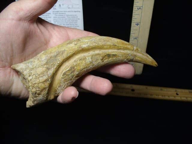 Spinosaur Dinosaur Hand Claw (Restored)(020224k)