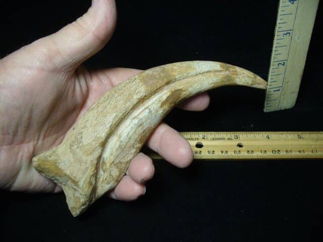 Spinosaur Dinosaur Hand Claw (Restored)(020224j) ...ON HOLD for Cathy G 02/06/24
