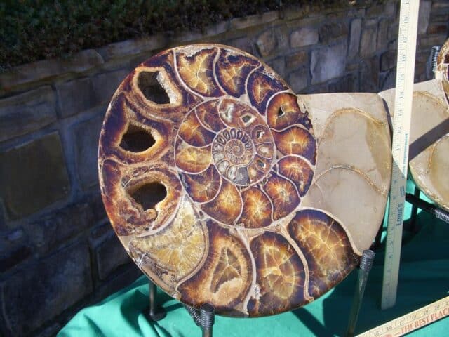EXTRA LARGE Sliced & Polished Ammonite  (020224n) - Image 5