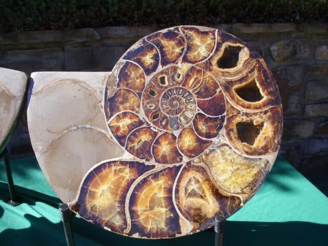 EXTRA LARGE Sliced & Polished Ammonite  (020224n) - Image 4