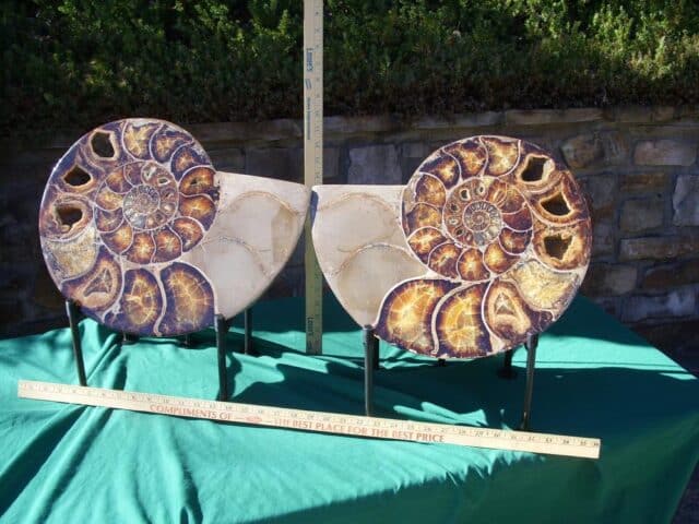 EXTRA LARGE Sliced & Polished Ammonite  (020224n) - Image 3