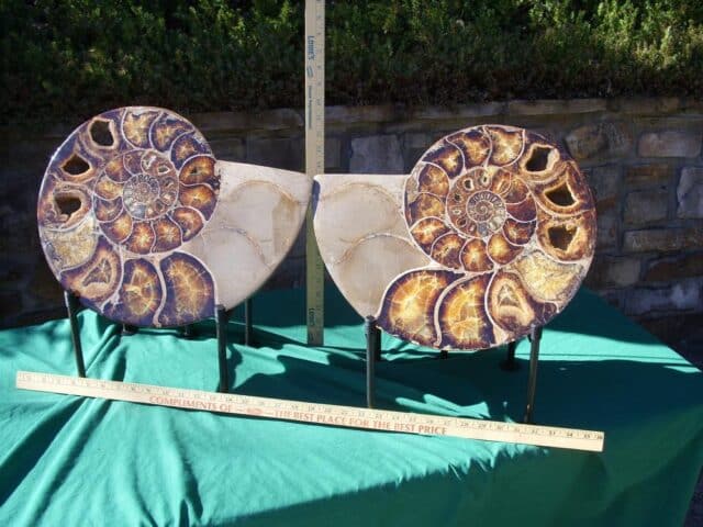 EXTRA LARGE Sliced & Polished Ammonite  (020224n) - Image 2