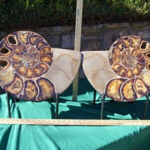 EXTRA LARGE Sliced & Polished Ammonite  (020224n)