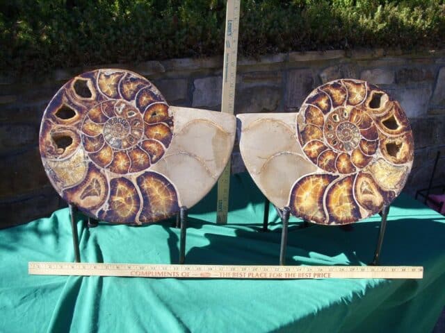 EXTRA LARGE Sliced & Polished Ammonite  (020224n)