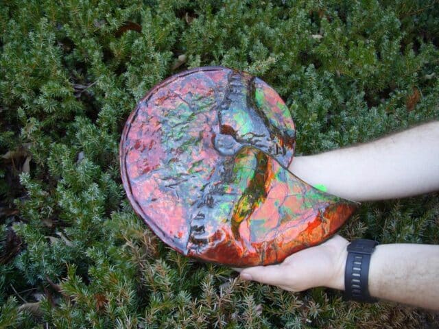 Canadian Ammonite (Whole)/ Placenticeras – meeki (023224b)