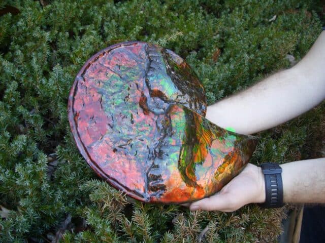 Canadian Ammonite (Whole)/ Placenticeras – meeki (023224b) - Image 2