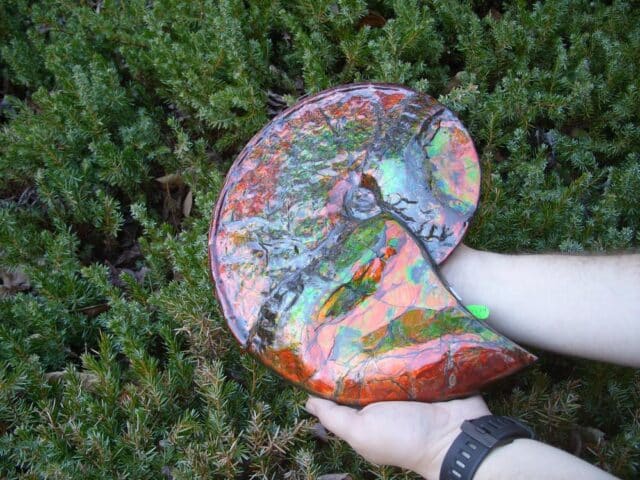 Canadian Ammonite (Whole)/ Placenticeras – meeki (023224b) - Image 3