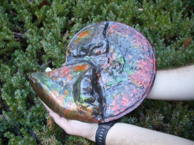 Canadian Ammonite (Whole)/ Placenticeras – meeki (023224b) - Image 4