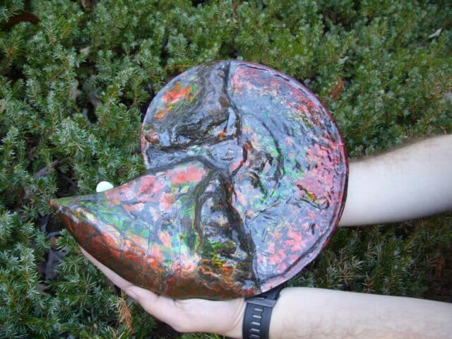 Canadian Ammonite (Whole)/ Placenticeras – meeki (023224b) - Image 5