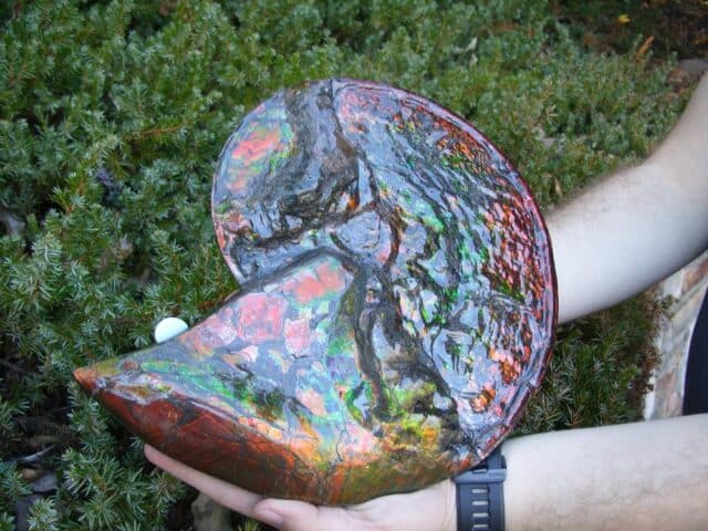 Canadian Ammonite (Whole)/ Placenticeras – meeki (023224b) - Image 6
