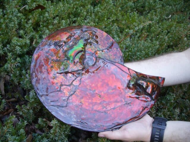 Canadian Ammonite (Whole)/ Placenticeras – meeki (023224c)....ON HOLD for AG..02/21/24 - Image 6