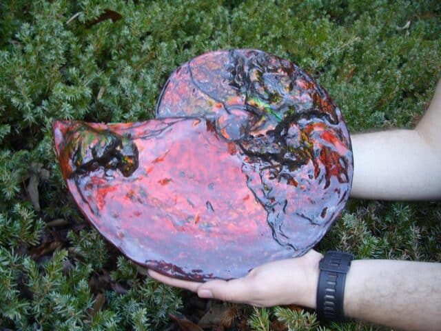 Canadian Ammonite (Whole)/ Placenticeras – meeki (023224c)....ON HOLD for AG..02/21/24