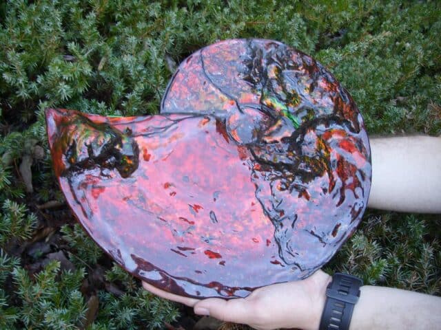 Canadian Ammonite (Whole)/ Placenticeras – meeki (023224c)....ON HOLD for AG..02/21/24 - Image 2
