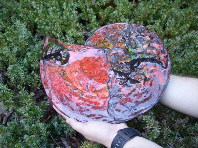 Canadian Ammonite (Whole)/ Placenticeras – meeki (023224c)....ON HOLD for AG..02/21/24 - Image 3