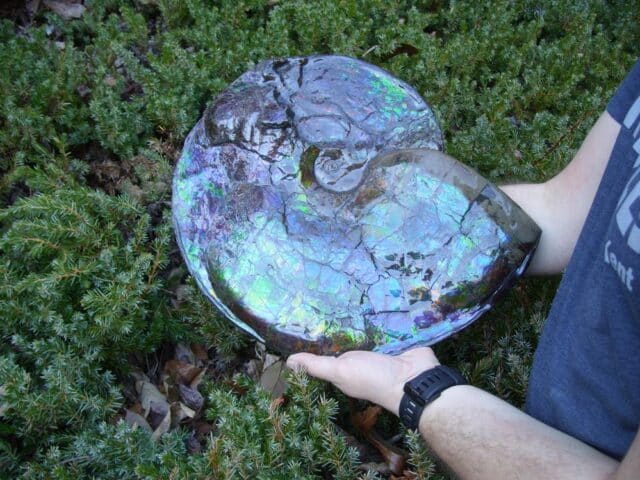 Canadian Ammonite (Whole)/ Placenticeras – meeki (023224e)