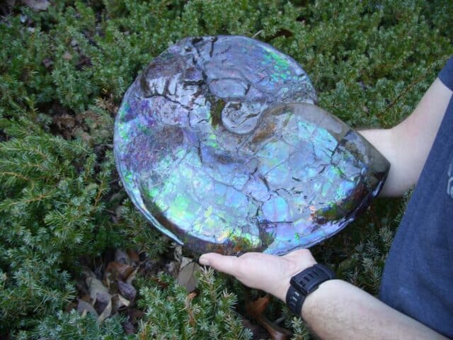 Canadian Ammonite (Whole)/ Placenticeras – meeki (023224e) - Image 2