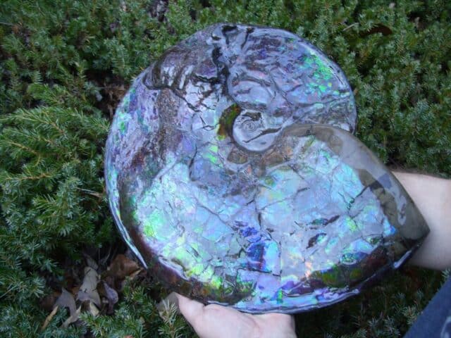 Canadian Ammonite (Whole)/ Placenticeras – meeki (023224e) - Image 3