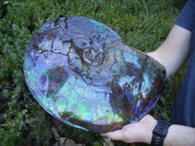 Canadian Ammonite (Whole)/ Placenticeras – meeki (023224e) - Image 4