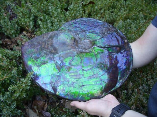Canadian Ammonite (Whole)/ Placenticeras – meeki (023224e) - Image 5
