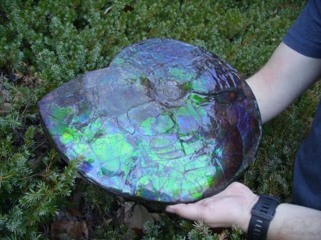 Canadian Ammonite (Whole)/ Placenticeras – meeki (023224e) - Image 6