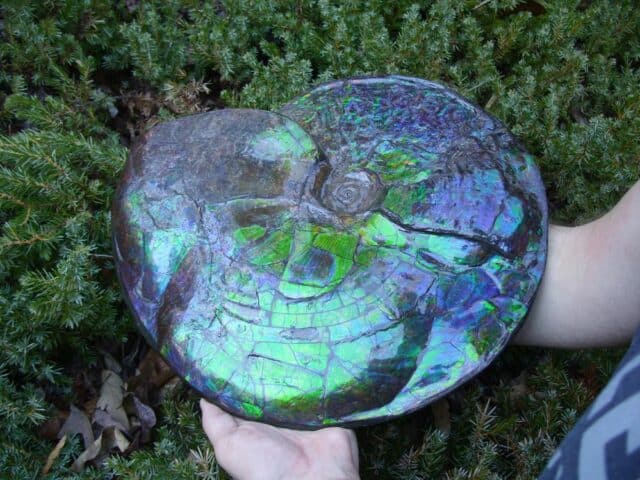 Canadian Ammonite (Whole)/ Placenticeras – meeki (023224e) - Image 7