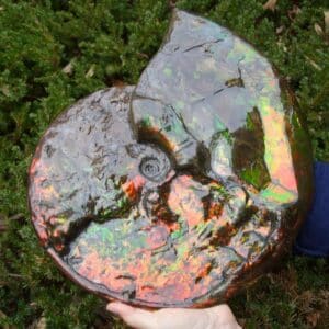 Canadian Ammonite (Whole)/ Placenticeras – meeki (023224g)
