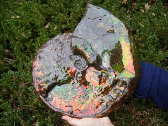Canadian Ammonite (Whole)/ Placenticeras – meeki (023224g)