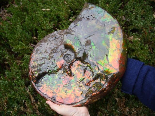 Canadian Ammonite (Whole)/ Placenticeras – meeki (023224g) - Image 2