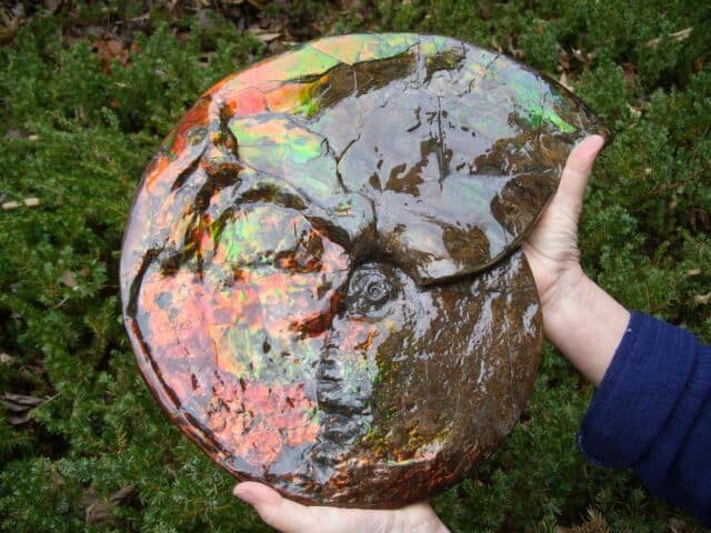 Canadian Ammonite (Whole)/ Placenticeras – meeki (023224g) - Image 3