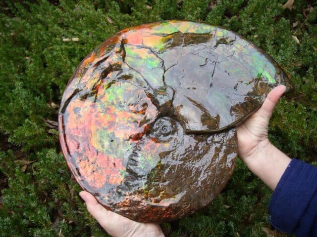 Canadian Ammonite (Whole)/ Placenticeras – meeki (023224g) - Image 5