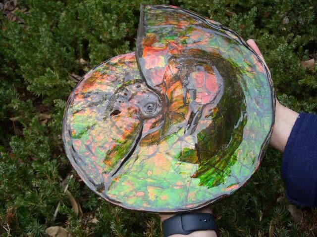 Canadian Ammonite (Whole)/ Placenticeras – meeki (023224j) - Image 6